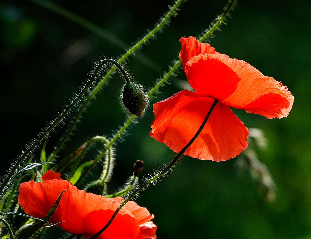 4711 Blume Holland 6 - 2013 _SAM_2486-1 Kopie.jpg